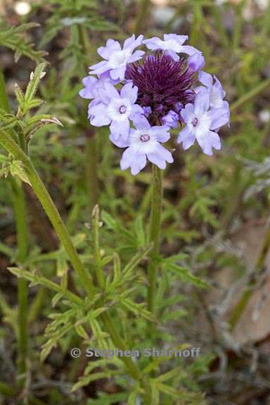 verbena lilacina 1 graphic